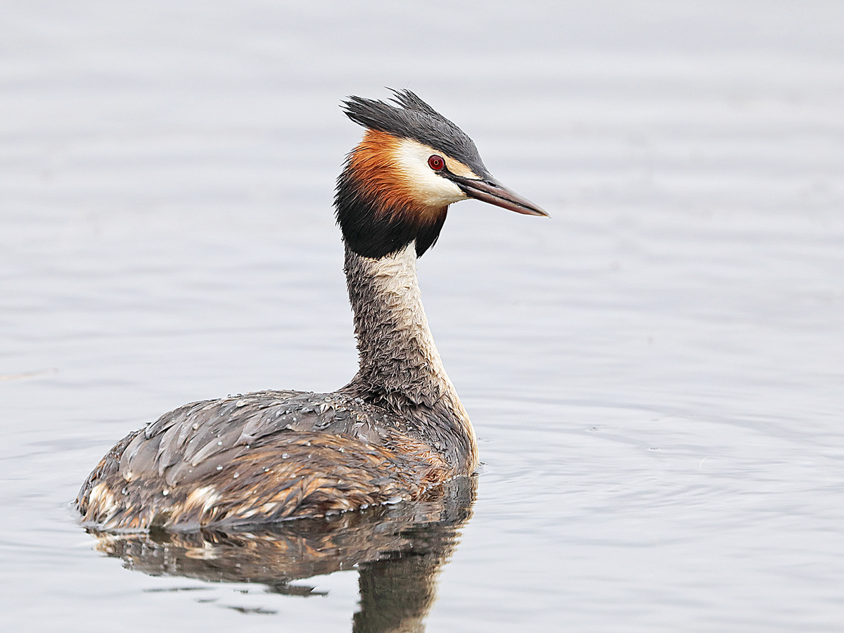 Great Crested Grebe - Peter Bagnall